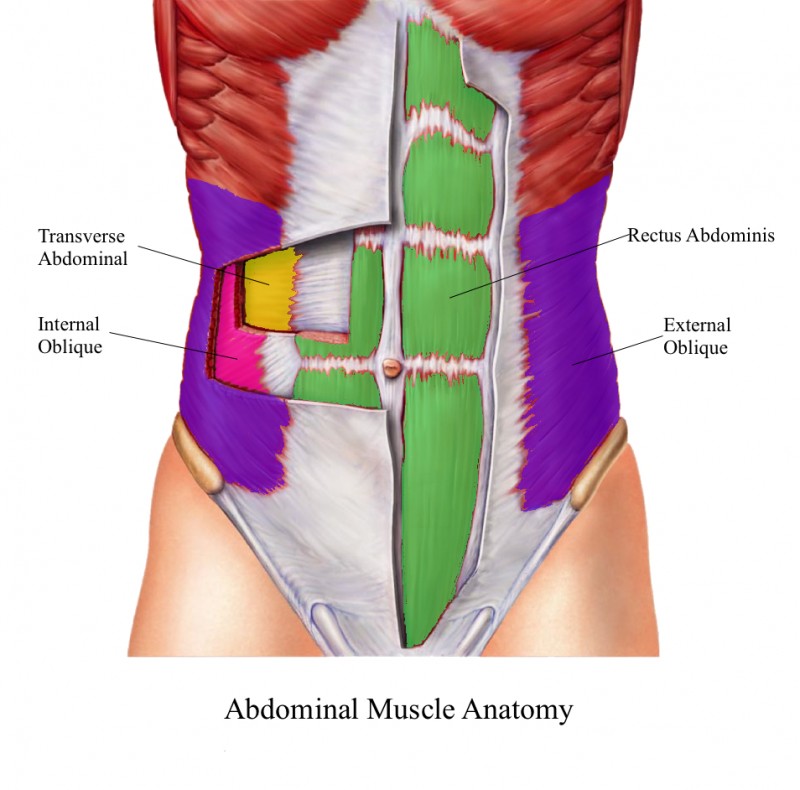 Abdominal_Anat