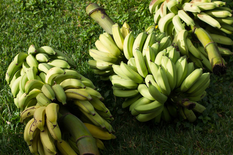 apple bananas