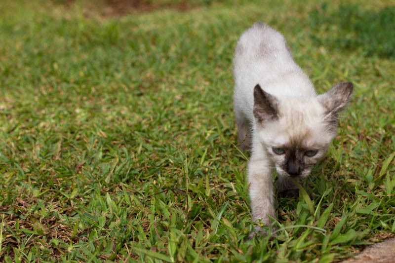Coconut cat
