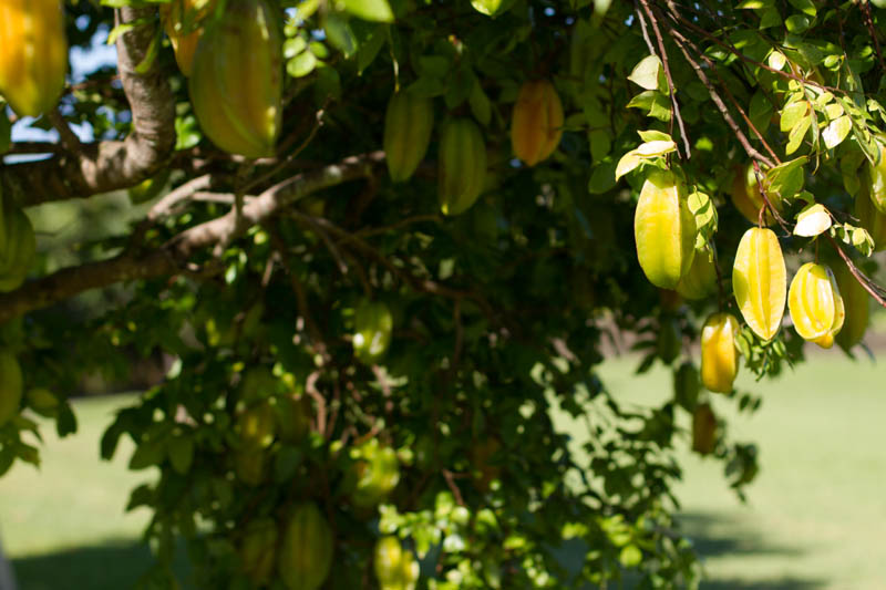 Starfruit tree