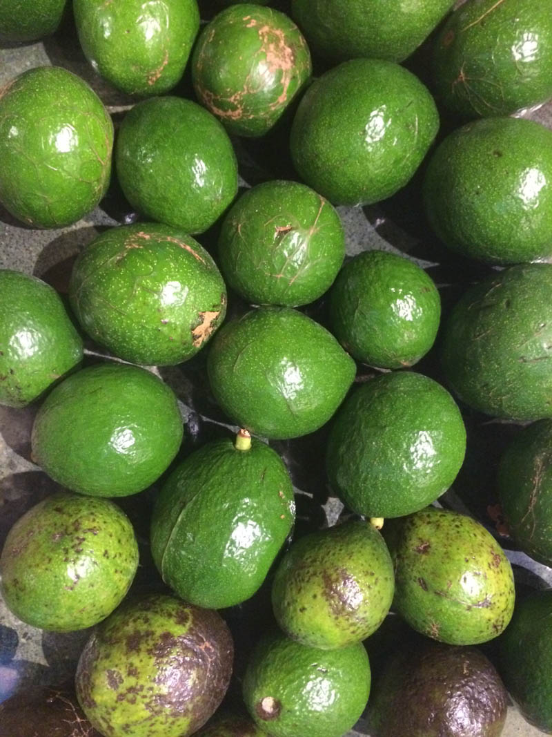 avocados