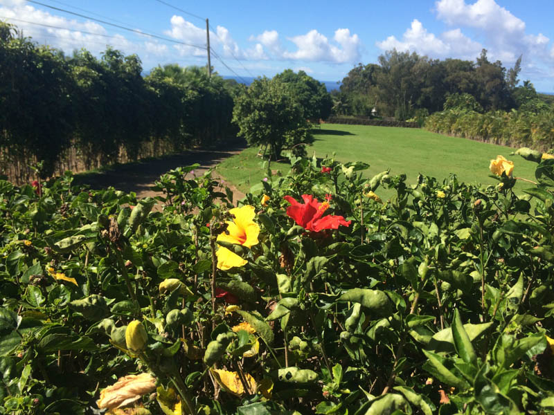 November front yard