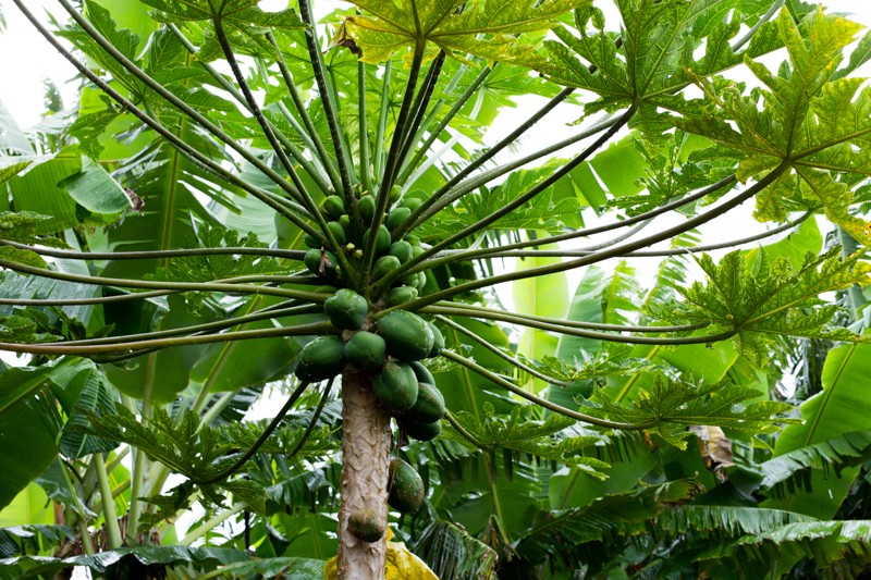 papaya