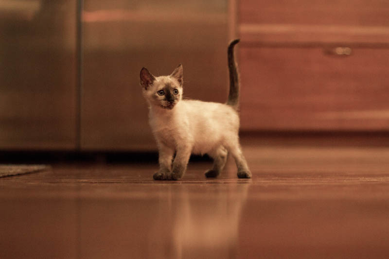 new kitten
