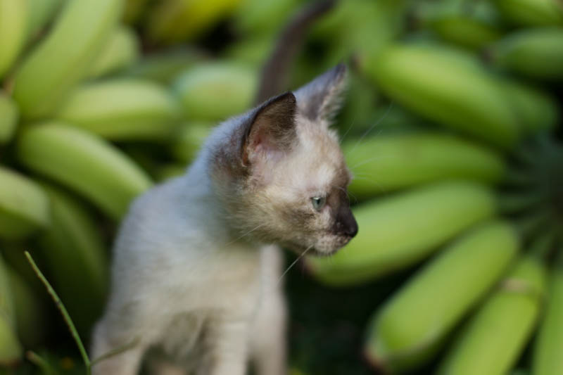 Coconut kitty