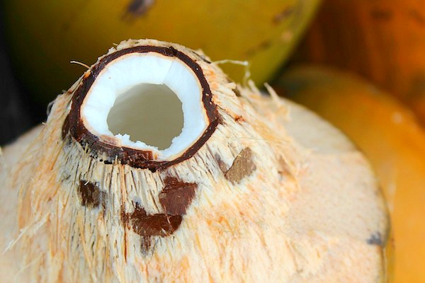 coconut