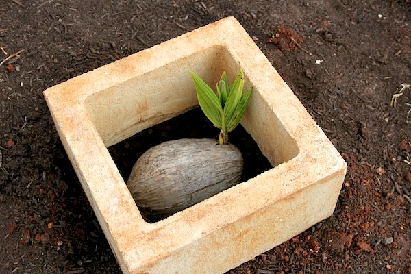 growing a coconut