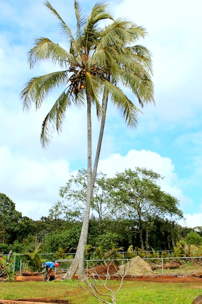 tree